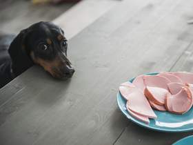 dog begging for meat from table